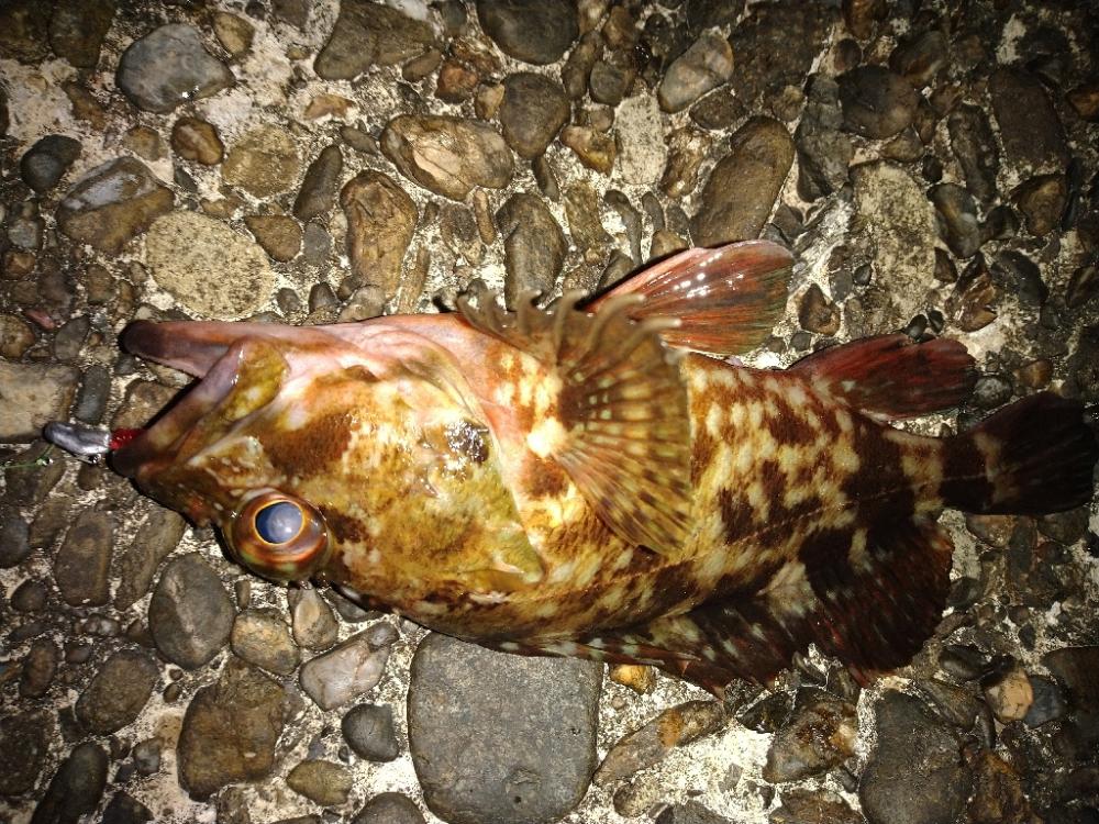 ちょい釣り20230428