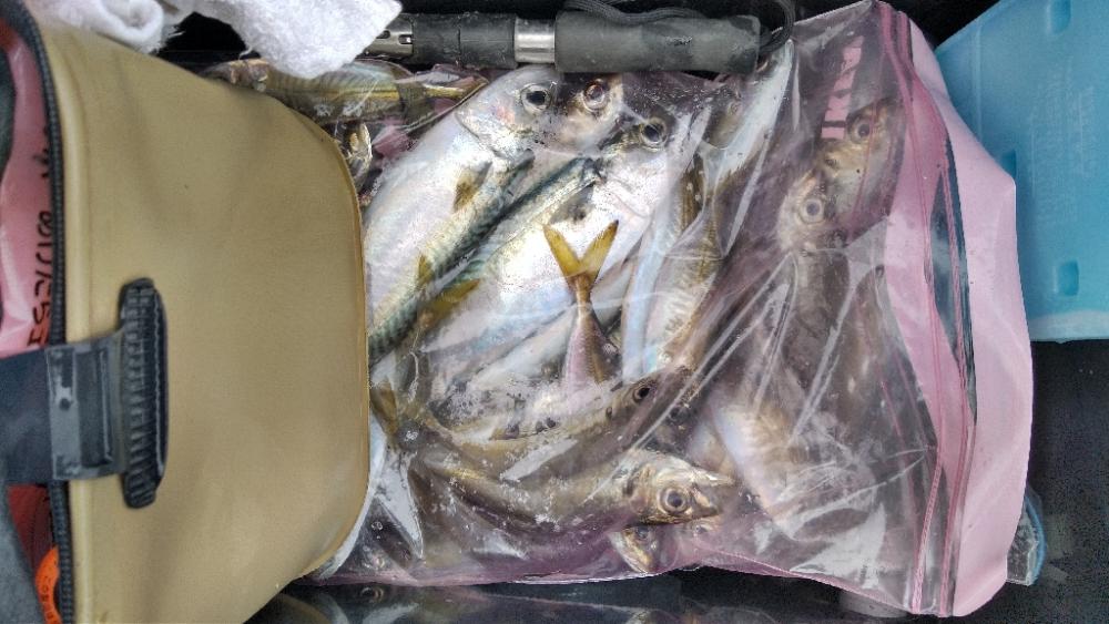 癒しの釣り