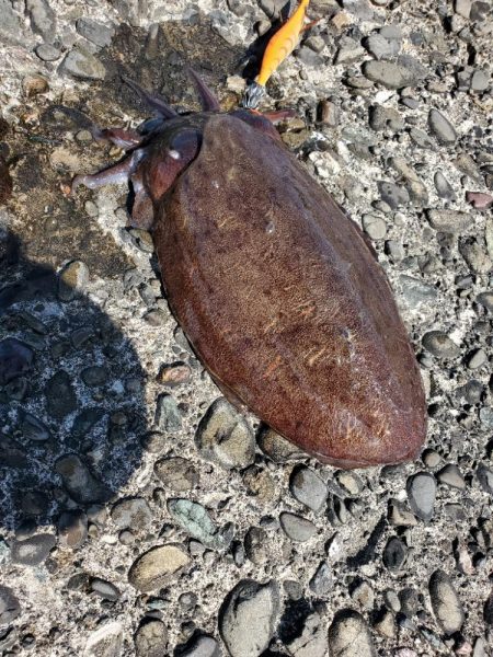 コウイカ釣り