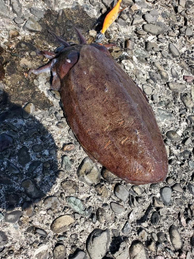 コウイカ釣り