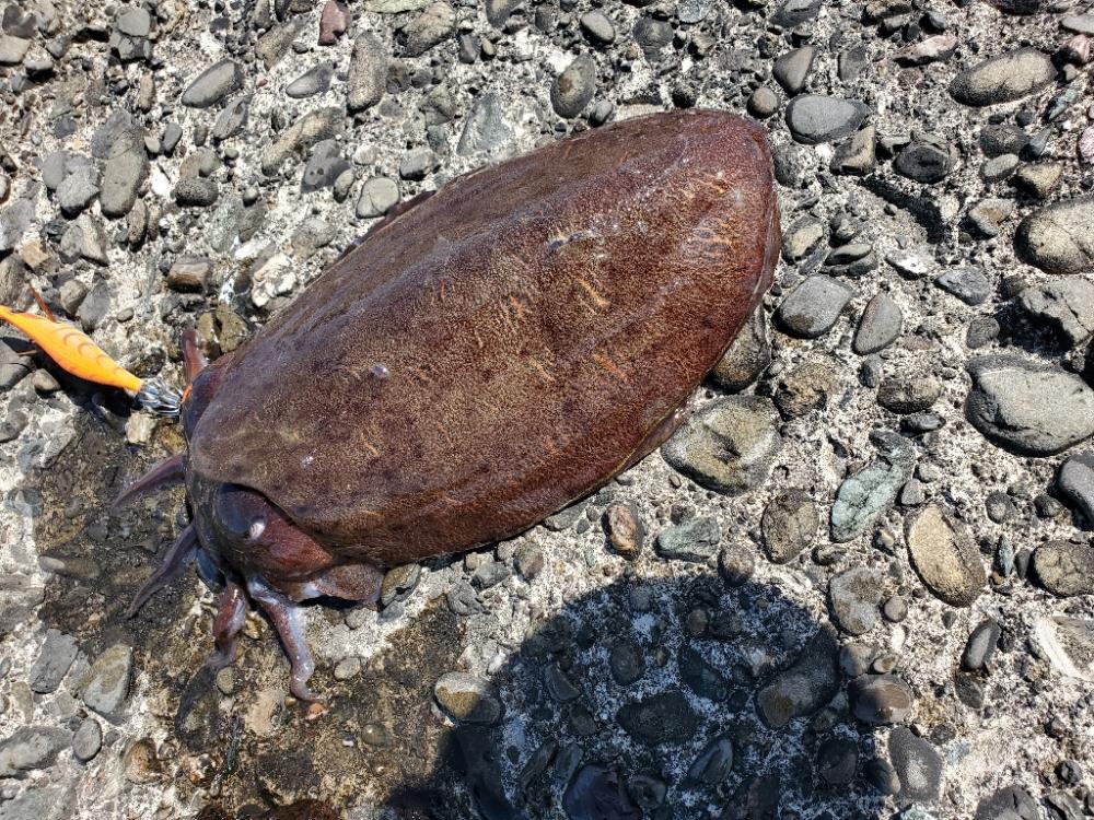 コウイカ釣り