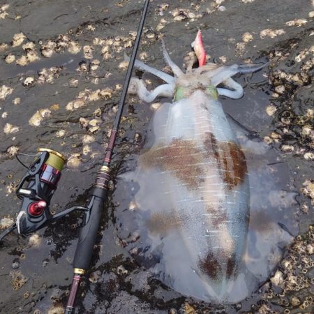 雨エギングIN対馬