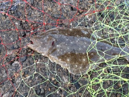 ヒラメ、キジハタ、シーバス釣れました