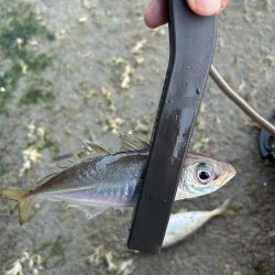 朝マヅメ アジング