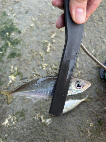 朝マヅメ アジング