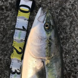 またもやブリ81cm