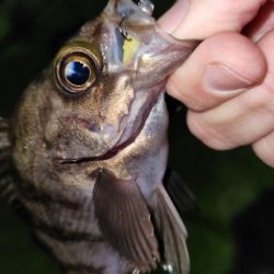 メバリングとアジングの二刀流