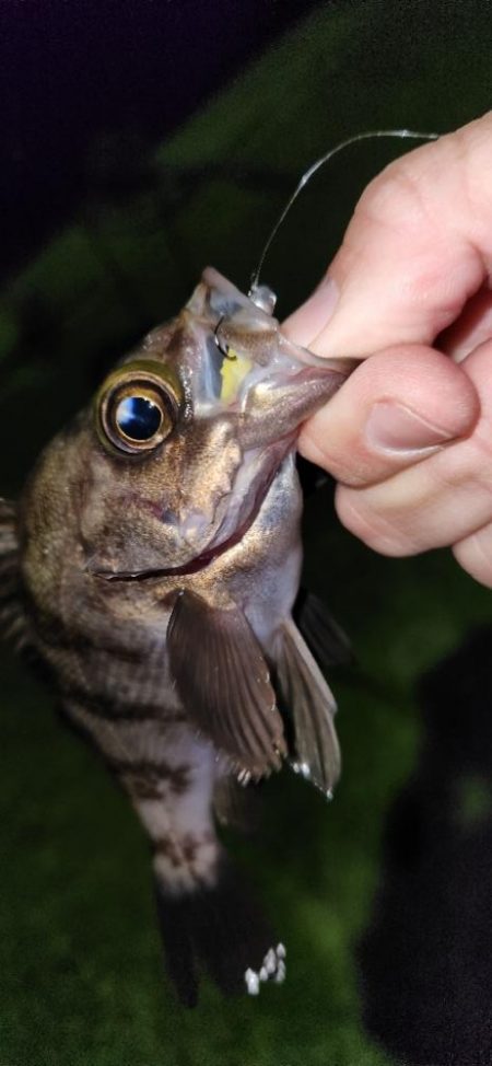 メバリングとアジングの二刀流
