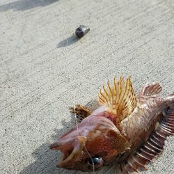 金沢水際線緑地オープン❢