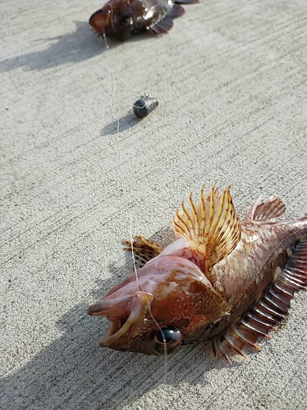 金沢水際線緑地オープン❢