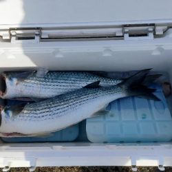 今日もボラのみ