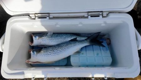 今日もボラのみ