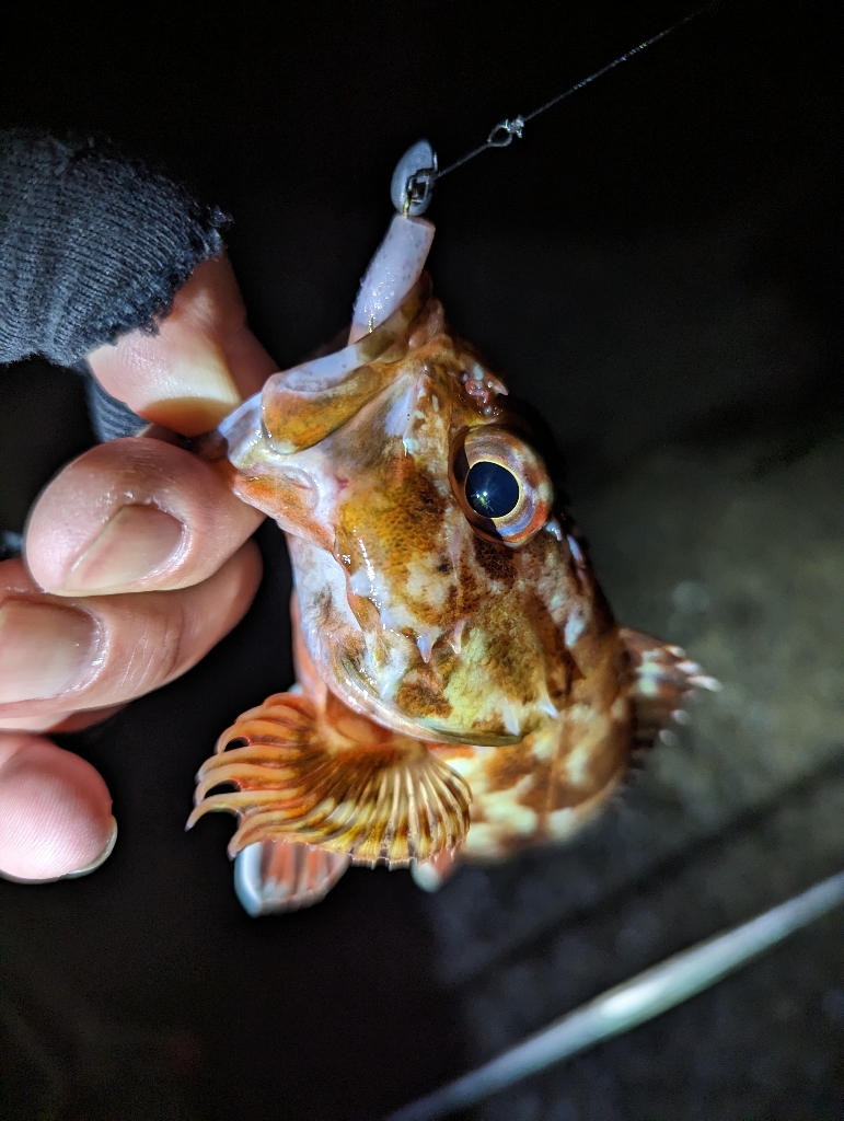 メバリング改めガシリング