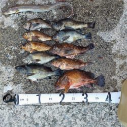 岩屋一文字で通し釣り