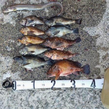 岩屋一文字で通し釣り