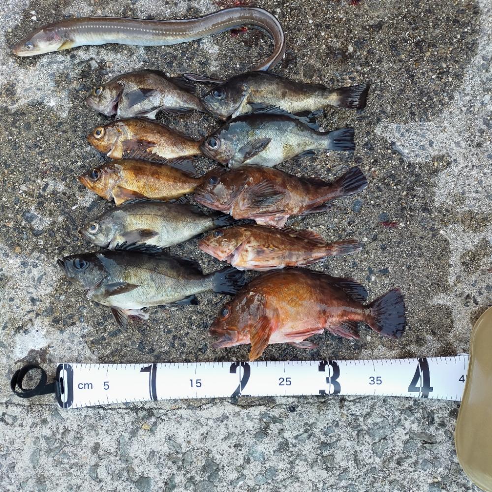 岩屋一文字で通し釣り