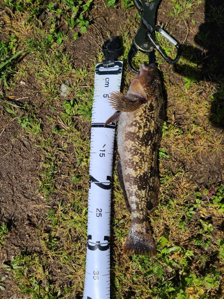 久しぶりのエサ釣り