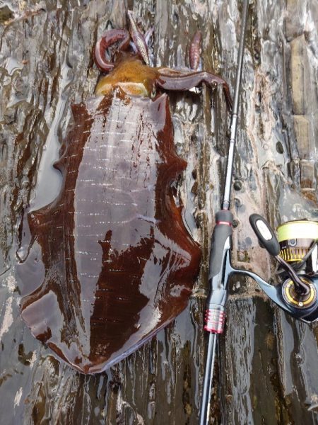 磯ランガンエギングIN対馬