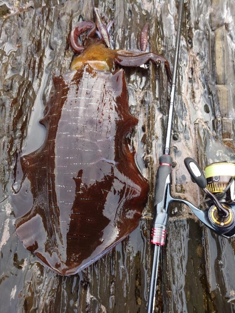 磯ランガンエギングIN対馬