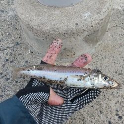 キス釣り開幕戦