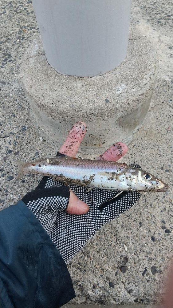 キス釣り開幕戦