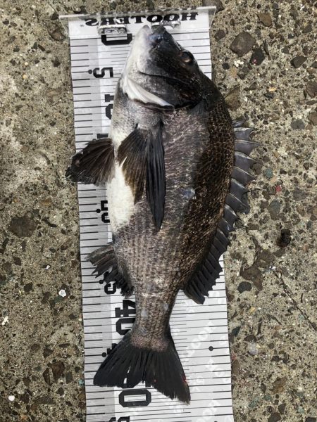 イチノ兄弟（兄）釣果！