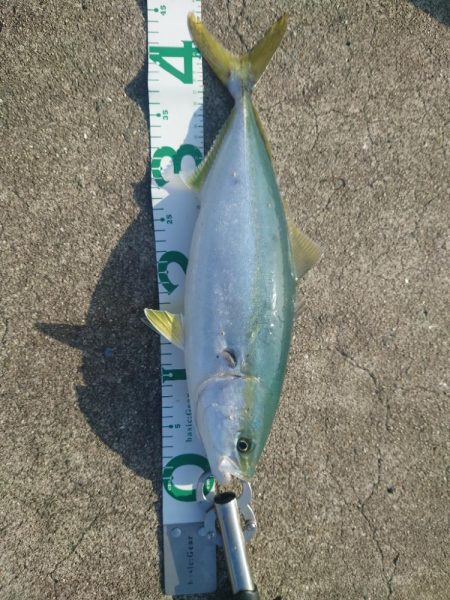 ハマチばちゃばちゃ