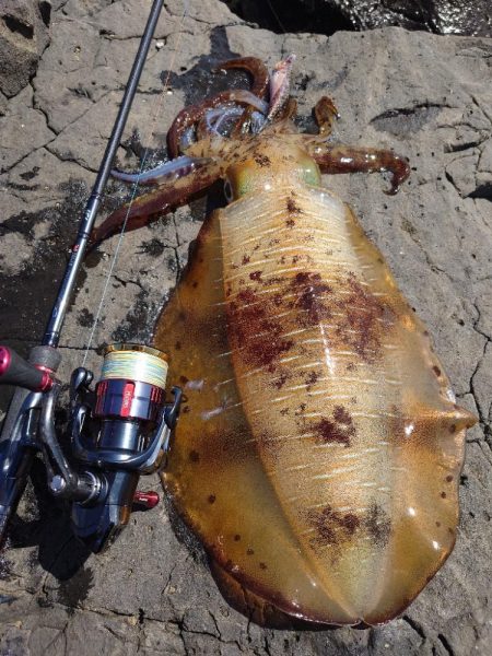 爆風エギングIN対馬