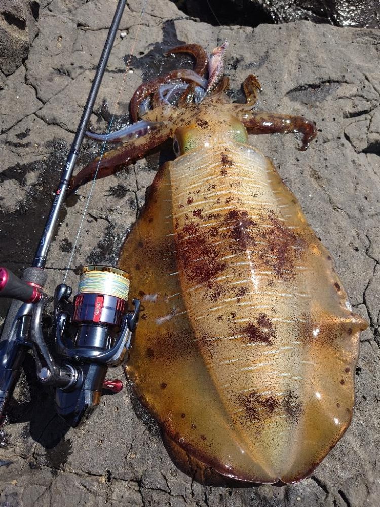 爆風エギングIN対馬