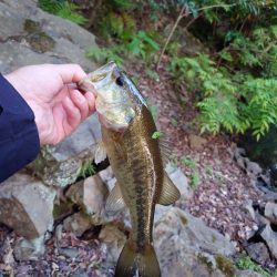 帰省フィッシュ