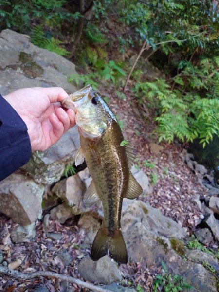 帰省フィッシュ