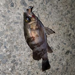 アジング、メバリング