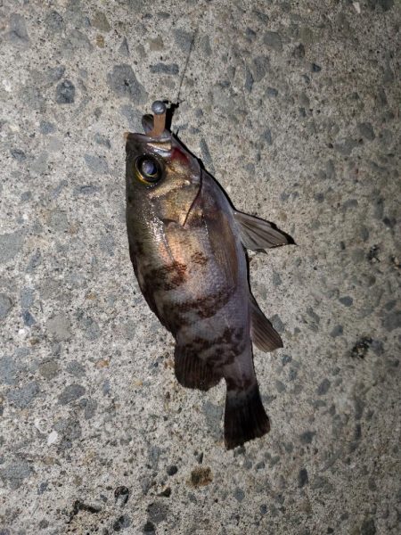 アジング、メバリング