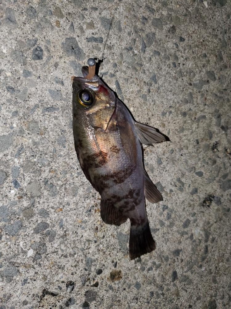 アジング、メバリング