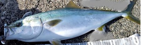 下げ止まり＆潮目、トップ付近狙い成功♪