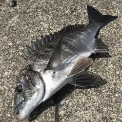 カニのちょい投げでチヌ釣り
