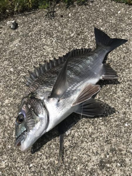 カニのちょい投げでチヌ釣り