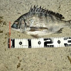 大型メバルが釣れない