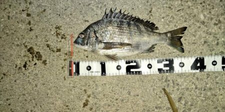 大型メバルが釣れない