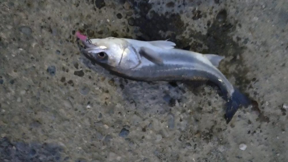 夕マズメ下げ潮