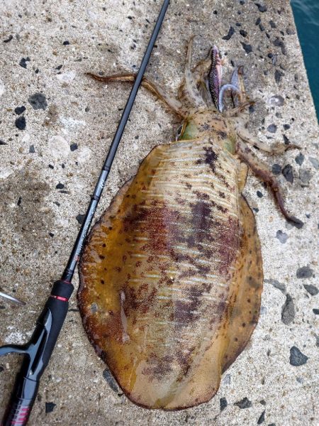 雨前エギングIN対馬