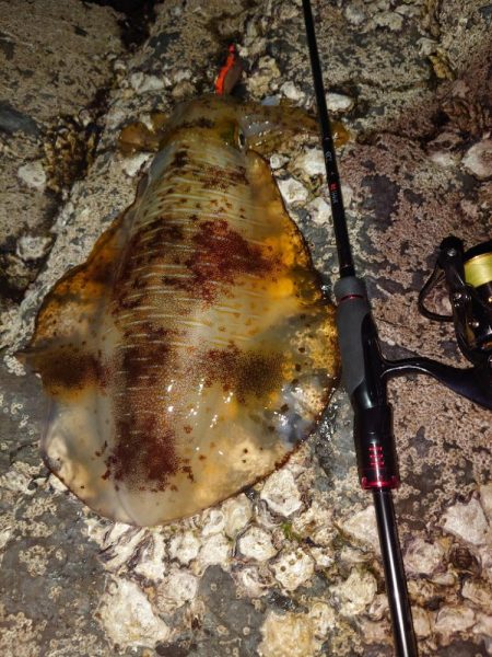 凪のエギングIN対馬