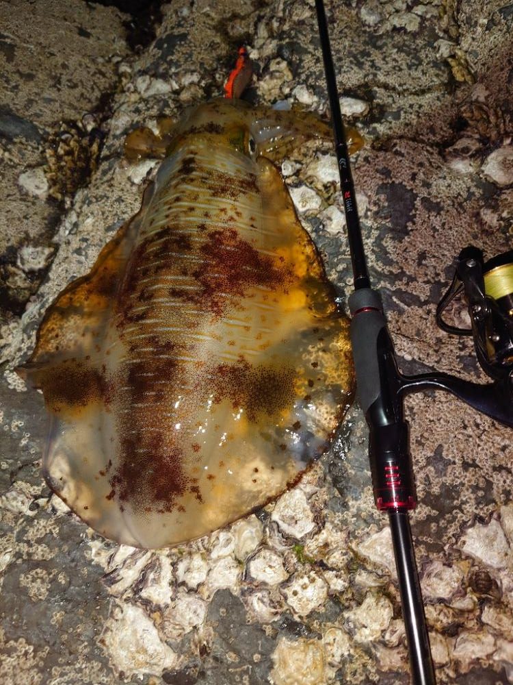 凪のエギングIN対馬