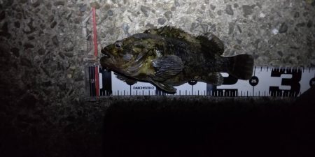 風も強く、バイトもない