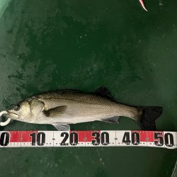 大在でアジング