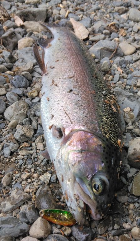 年一のエリアトラウト