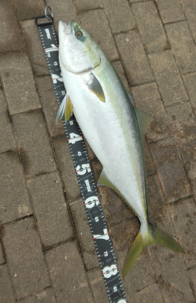 今年は一発目から鰤！