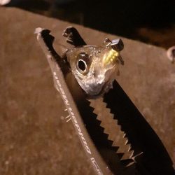 クラゲがすごい‼࿠…