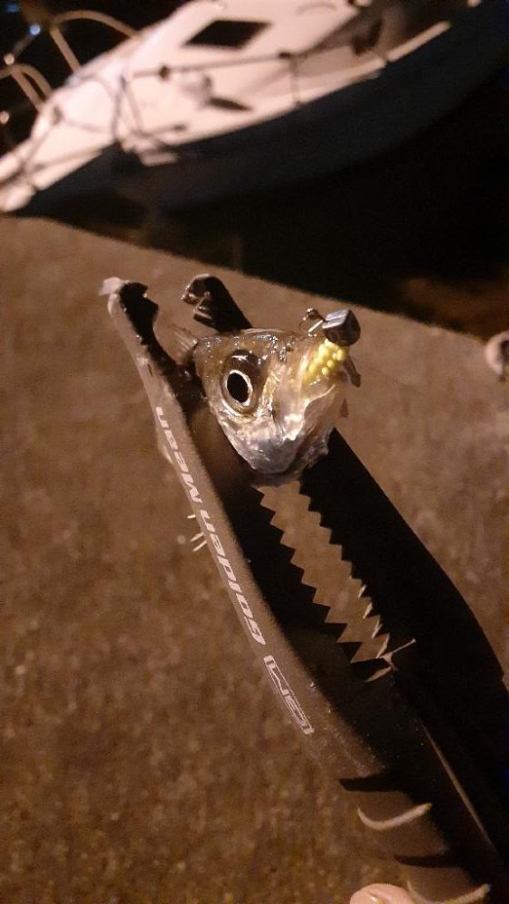 クラゲがすごい‼️