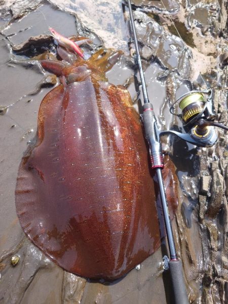 春イカエギングIN対馬